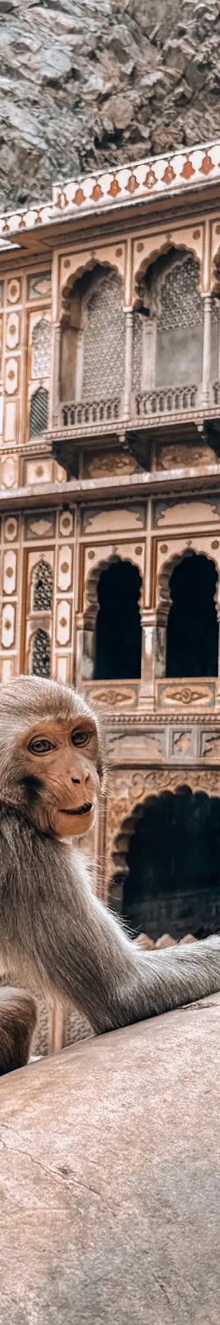 Wo es den Affen wohl ist